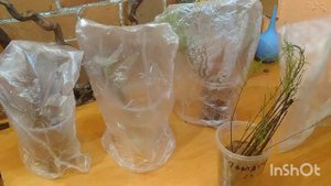 ТАМАРИКС И МИРИКАРИЙ РЕЗУЛЬТАТ УКОРЕНЕНИЯ ЧЕРЕНКОВ 🤗🌺👍