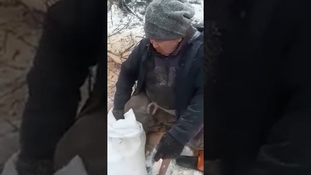 Пенсионер подкармливает лосей и косуль солью и овсом смотреть онлайн