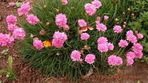 Армерия приморская Розеа (armeria maritima rosea) ? Розеа обзор: как сажать, рассада армерии Розеа
