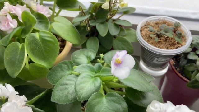 Фиалки трейлеры. Май. смотреть онлайн