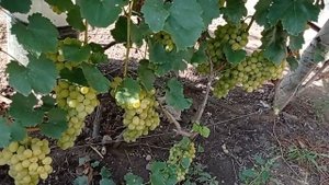 @Виноград Лора, Флора  Виноград 2021  Виноградник Якушенко