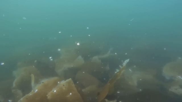 Fishing & Swimming with Orcas while Camping in Alaska on an Island. Fishing Catch & Cook смотреть онлайн