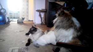 Пушистики шотландка и невки