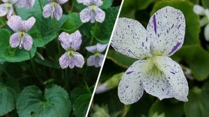 САМЫЕ КРАСИВЫЕ НЕПРИХОТЛИВЫЕ МНОГОЛЕТНИЕ ЦВЕТЫ,которые стоит посадить в саду!