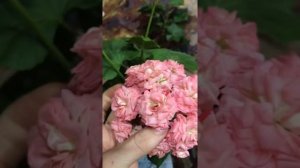 Пеларгонии Norrland, Pink Chart, Grainger's Antique Rose как выглядят после пересадки спустя месяц.