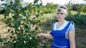 Мой фруктовый сад сентябрь месяц. Плодовый сад с чего начинать.