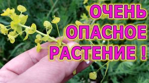 Никогда не приносите это растение в дом! Молочай - опасное растение в полях и на пастбищах.