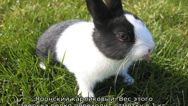 Породы декоративных кроликов