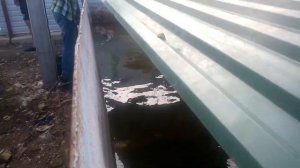 Домашняя водяная крыса