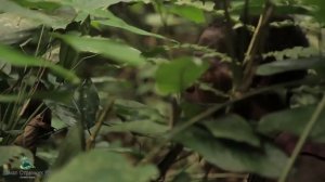 Опустынивание Земель