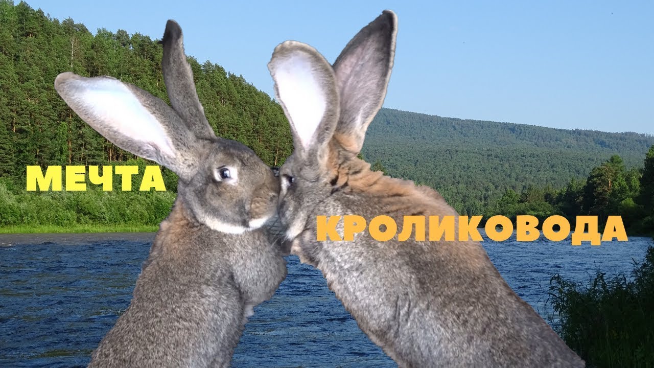 Кролики Чемпионы, какие они. Ризены, рексы, немецкие бараны смотреть онлайн
