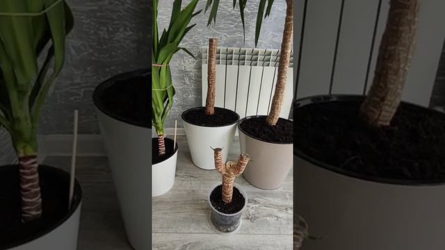 Обрезка и укоренение юкки ( мой опыт )