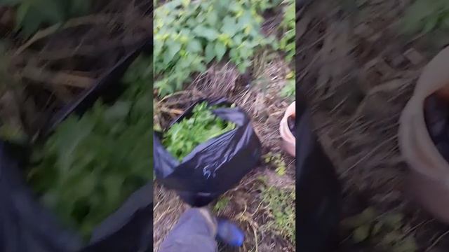 Петрушка на продажу