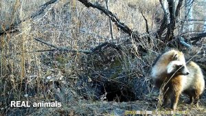 Как поёт уссурийский ЕНОТ / песнь любви  - енотовидная собака весной // Real animals