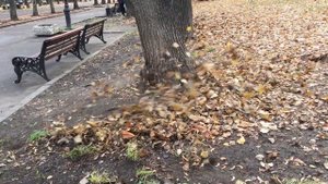 Сдувание листьев воздуходувкой | Leaf blower in action