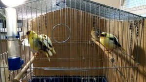 Когда нужно отсаживать птенцов канареек от родителей. Вторая кладка у канареек