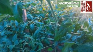 Проверьте себя: а правильно ли вы удаляете листья у томата? Когда и как это делать?