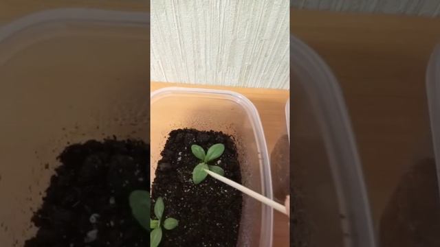 выращиваю Эустому первое видео смотреть онлайн