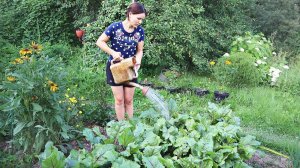 Кормлю свеклу сахаром перед выкопкой - вырастает слаще меда и лежит долго! Свекла август подкормка.