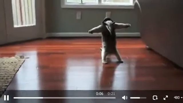 Крутой чувак! Чудо-зверь держит в страхе всю округу! смотреть онлайн