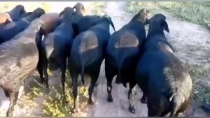 Овцы санта инес.