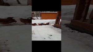 куры гуляют зимой по дорожке