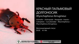 Красный пальмовый долгоносик (Rhynchophorus ferrugineus)