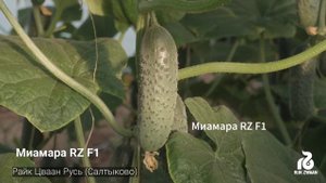 Миамара - партенокарпический крупнобугорчатый корнишон от Rijk Zwaan