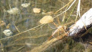 Коромысло большое (Aeshna grandis) Самка откладывает яйца