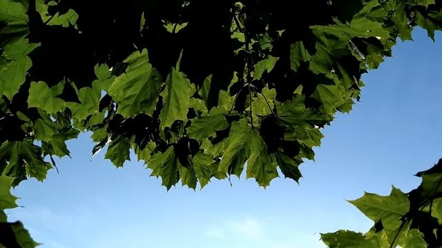 9 августа-ПАНТЕЛЕЙМОН ЦЕЛИТЕЛЬ.НАРОДНЫЕ ПРИМЕТЫ