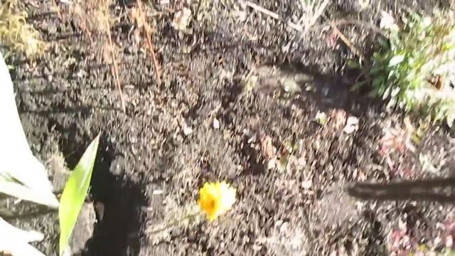 Гладиолусы. Посадка гладиолусов в контейнере смотреть онлайн