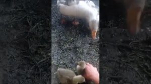 Гусыня вывела гусят (и подсадил ещё гусят)??☺️