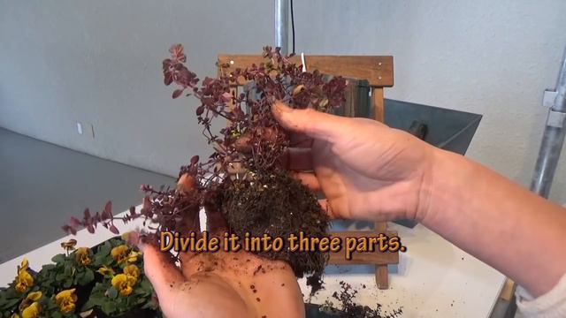 冬の寒さに負けない！ビオラのスリットバスケット☆Hanging Basket made with winter flower! смотреть онлайн