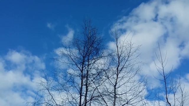 ТАМЕНГОНТ 16 АПРЕЛЯ 2020 ЛЕС ПТИЧКА ПОЁТ РУСЬ МЕСТО СИЛЫ ИНГЕРМАНЛАНДИЯ ВИБРАЦИИ ЛЮБОВЬ СВЕТ ДУША смотреть онлайн