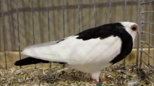 Viennese Gansel Tumbler, Wiener Gansel, National Pigeon Show