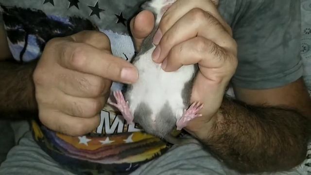 Как определить пол крысы смотреть онлайн