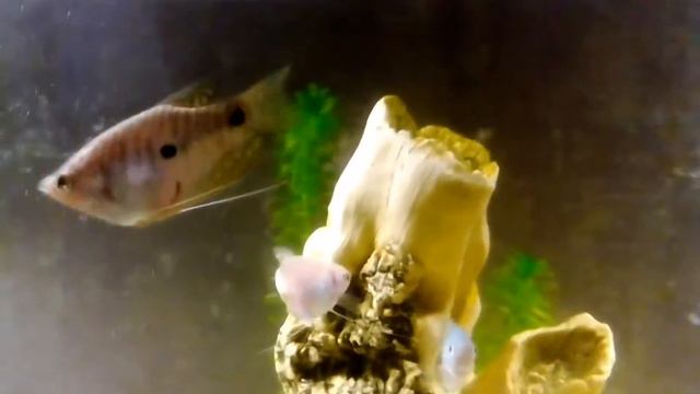 Аквариум 100 литров смотреть онлайн