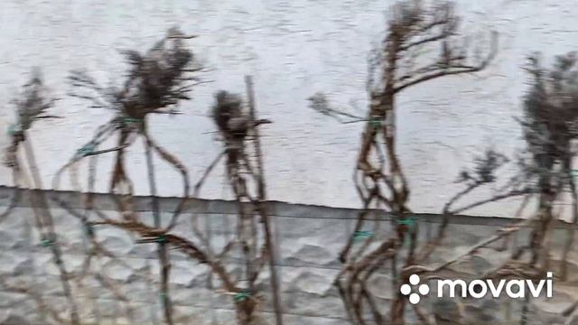 Лаванда узколистная - моя абстракция смотреть онлайн