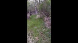 Эффективная натаска лайки на барсука и кабана