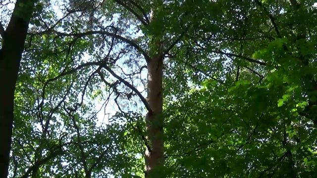 Летний день в Измайловском парке. смотреть онлайн