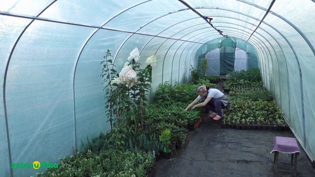 Як садити рододендрон смотреть онлайн