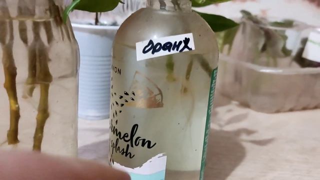 Эсхинантус.Когда ждать корни. смотреть онлайн