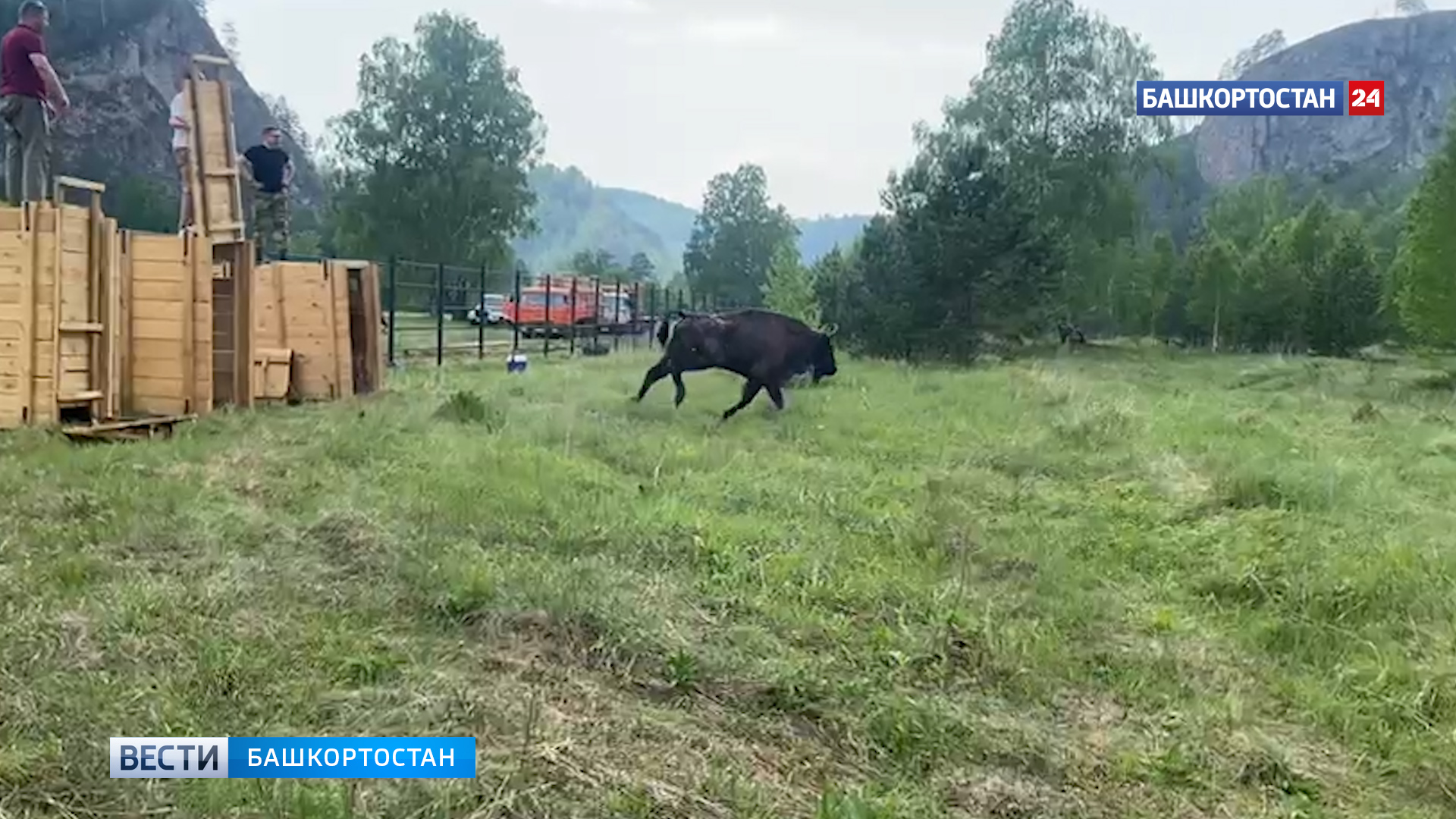 Национальные парки беловежская пуща. Зона лесов зубр. Зубр фото. Зубры в башкирии. Зубры в башкирии.