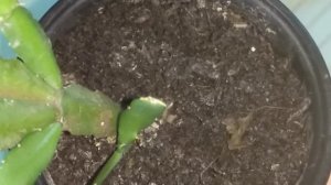 Что ещё можно сделать с банановой кожурой (шкуркой) ?