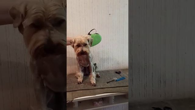 Hairstyle for a Yorkshire terrier with minimal hair. /Причёска для йорка с минимальной оброслостью.