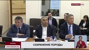 «Казахская белоголовая порода КРС на грани исчезновения» - депутат