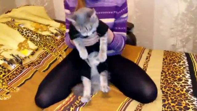 Примерка кофточки коту смотреть онлайн