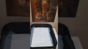 Обзор туалета для Мейн куна