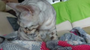 Кот делает массаж. Бенгальский кот Вирсик.