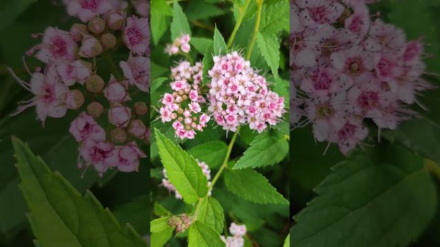 Спирея японская 🌿